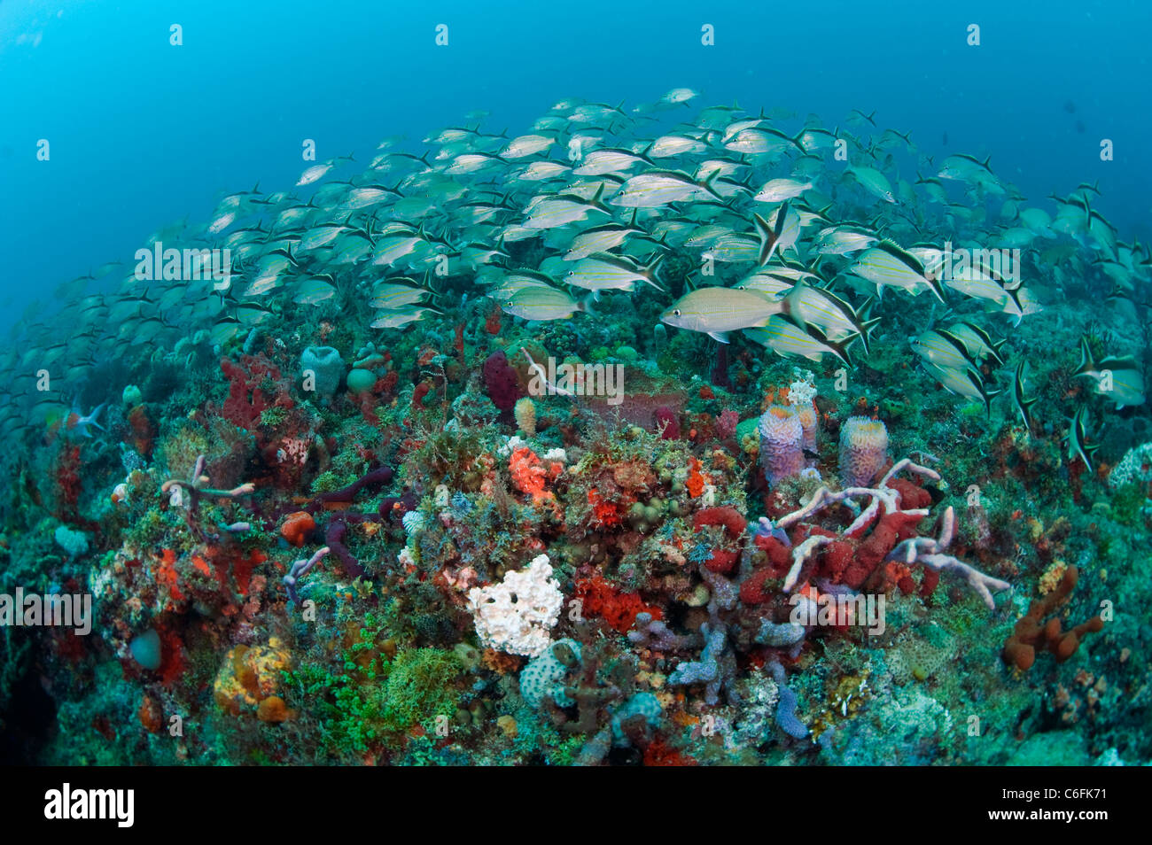 Coral reefs in Juno Beach, Florida, are home to hundreds of varieties