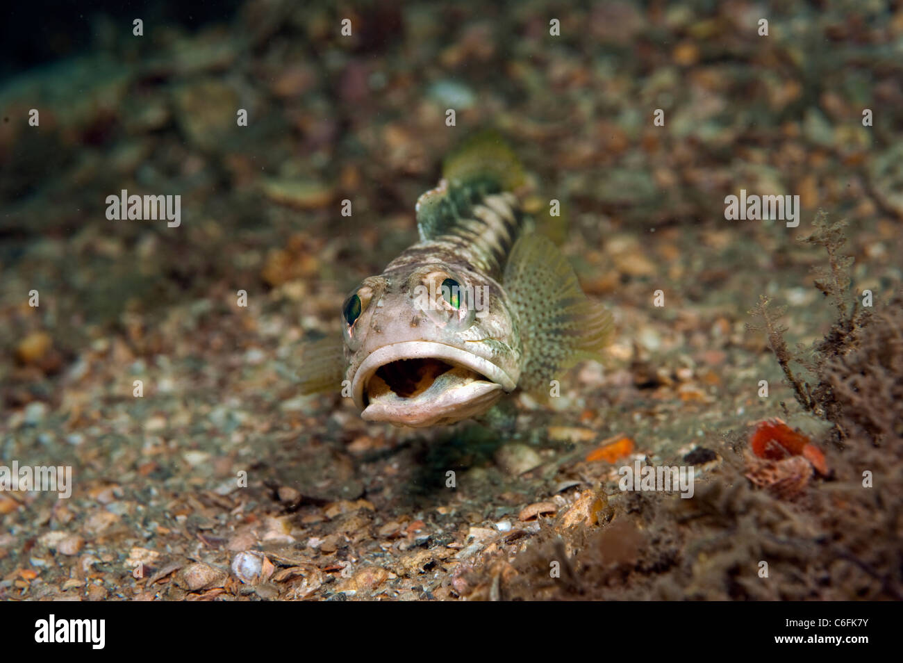 Male Banded Jawfish, Opistognathus macrognathus, digs and prepares his burrow prior to courting and mating. Stock Photo
