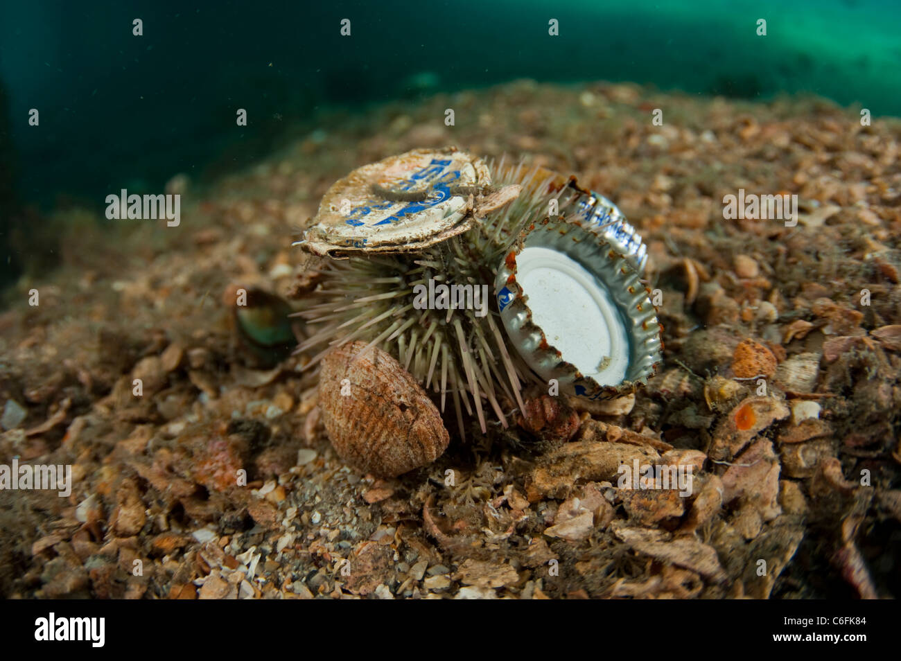 Sea Urchin, Lytechinus variegatus, with debris attached to it. Photographed in the Lake Worth Lagoon, Singer Island, Florida Stock Photo