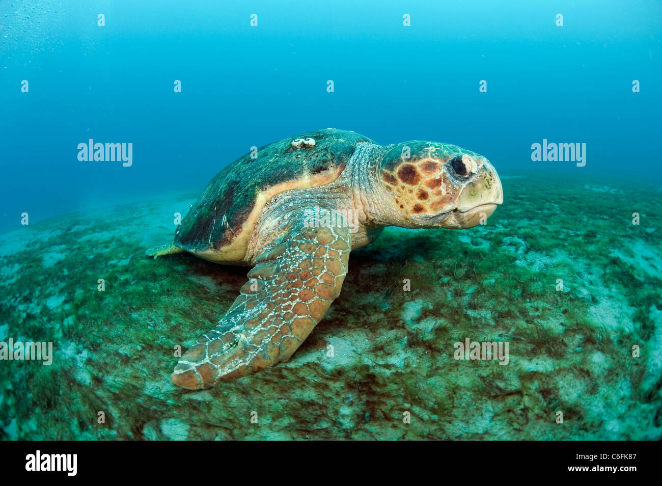 Loggerhead Sea Turtle (Caretta caretta) rests on the ocean bottom offshore Palm Beach County, Florida. Stock Photo