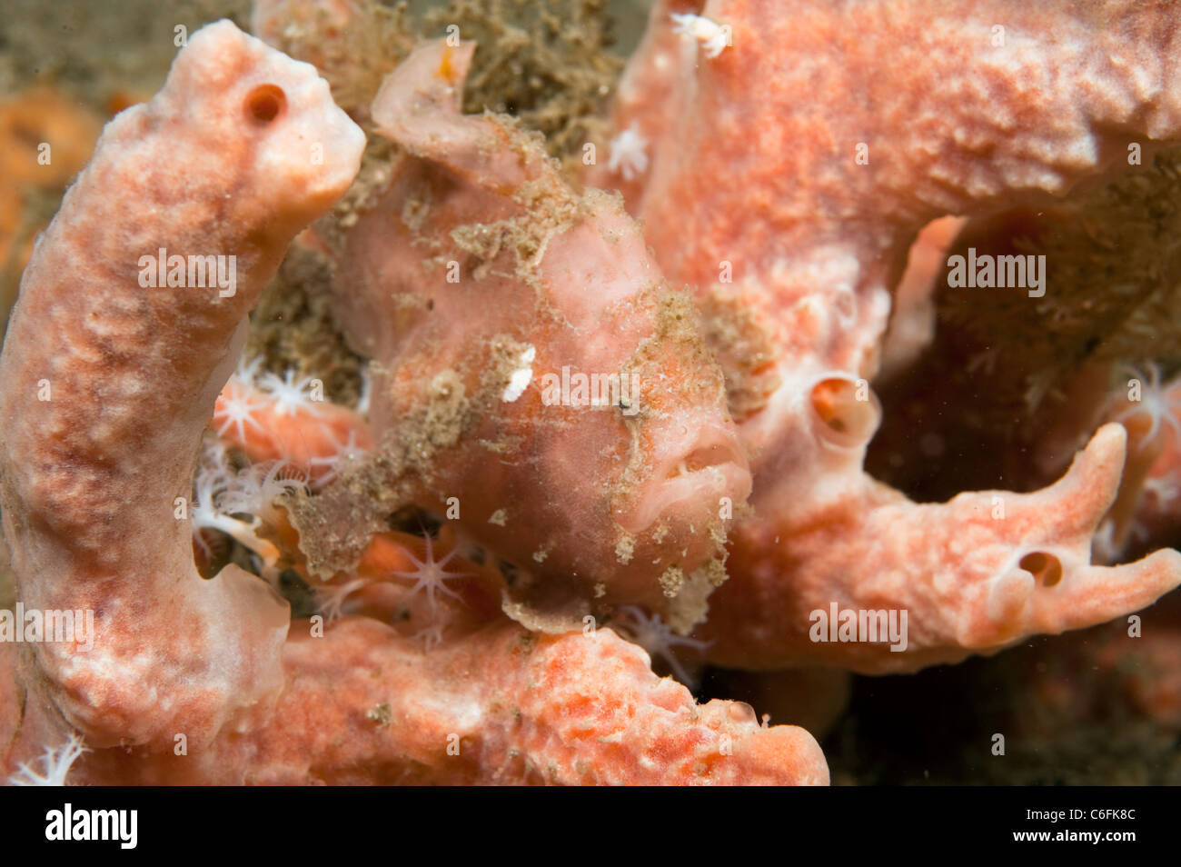 Ocellated Frogfish, Antennarius ocellatus,  hides among sponges in the Lake Worth Lagoon, Singer Island, Florida. Stock Photo