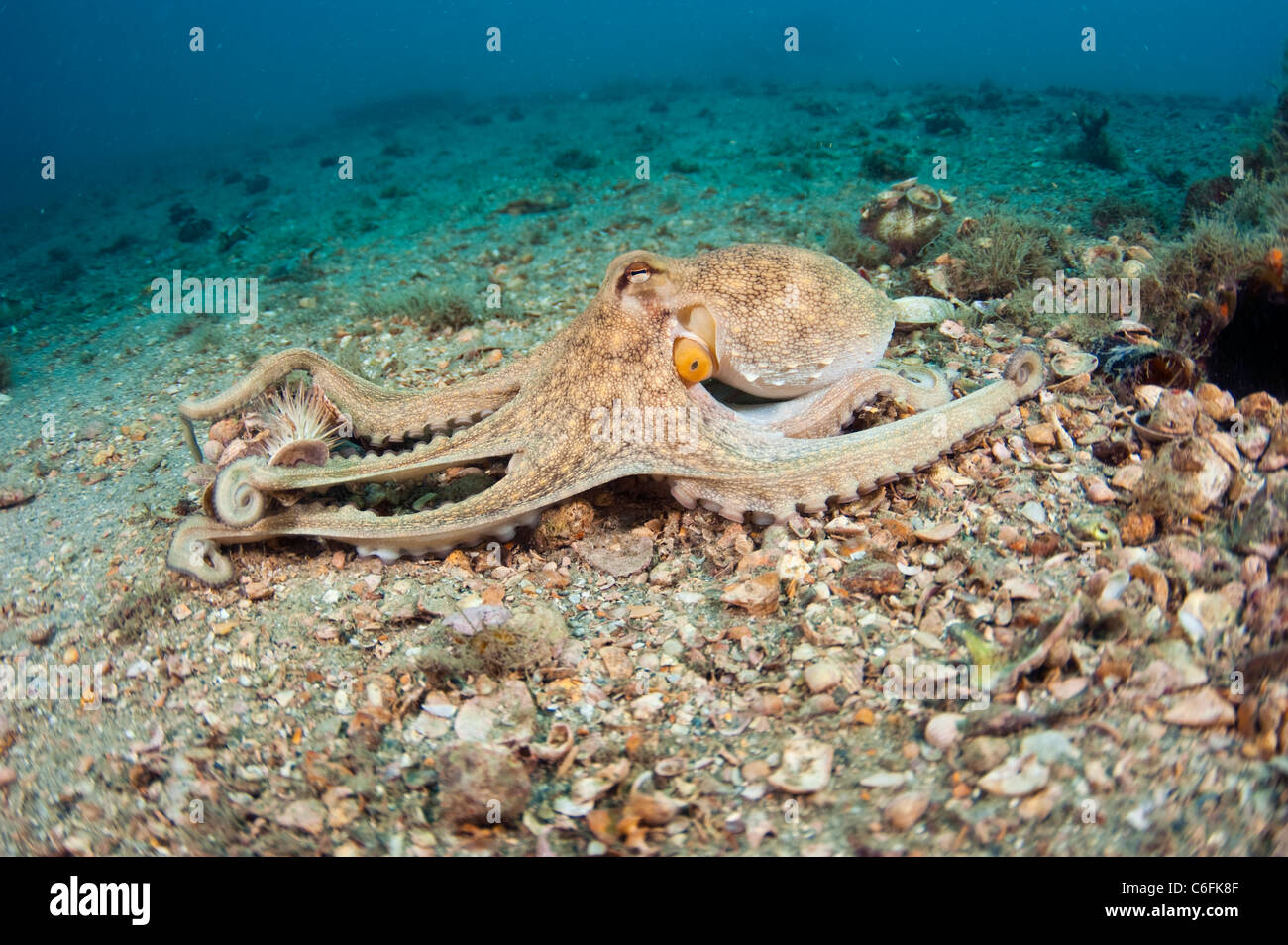 Atlantic Long Arm Octopus, Octopus defilippi,  crawls along the bottom of the Lake Worth Lagoon, Singer Island, Florida. Stock Photo