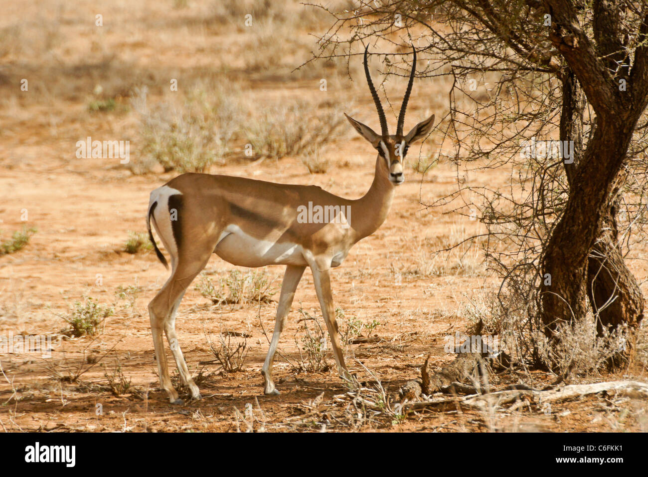 Gazelle standing hi-res stock photography and images - Alamy