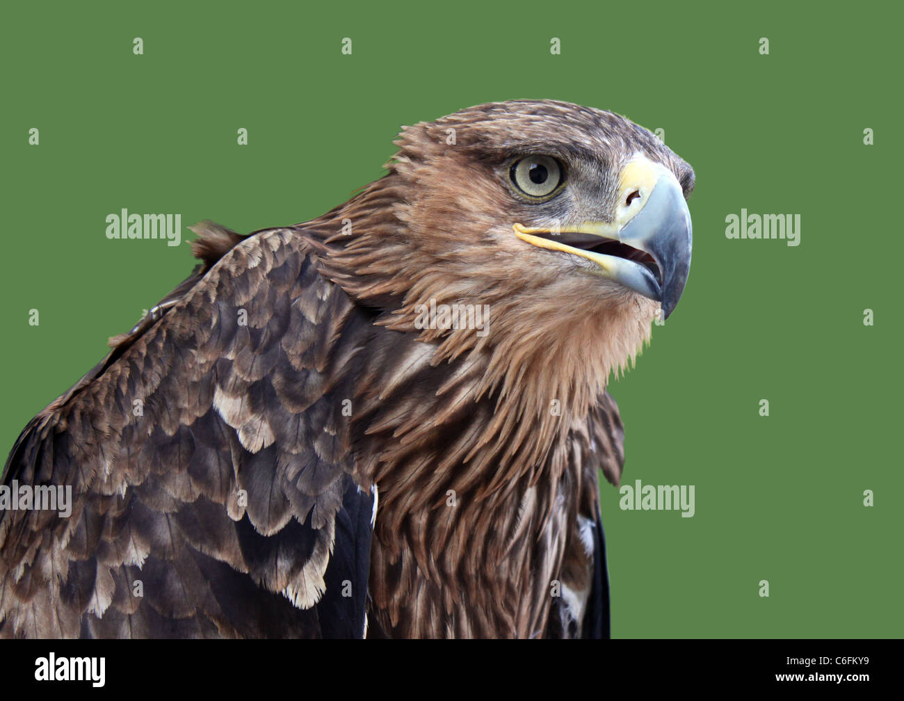 golden eagle head isolated on green Stock Photo Alamy