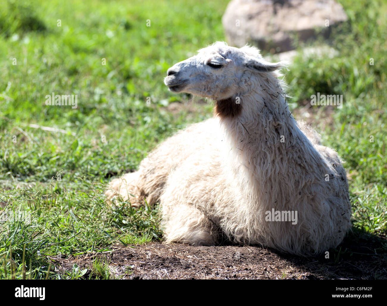 Lama enjoy the sun on grass Stock Photo