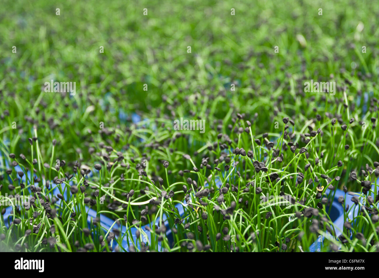Rock Chives Cress growing in a greenhouse Stock Photo