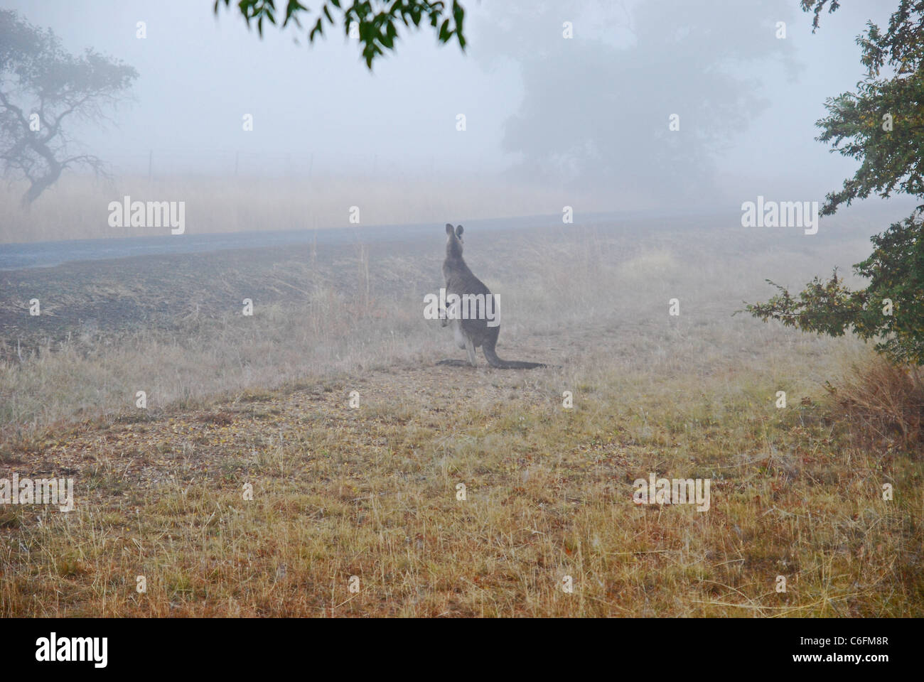 Kangaroo with joey about to cross road on foggy morning. Stock Photo