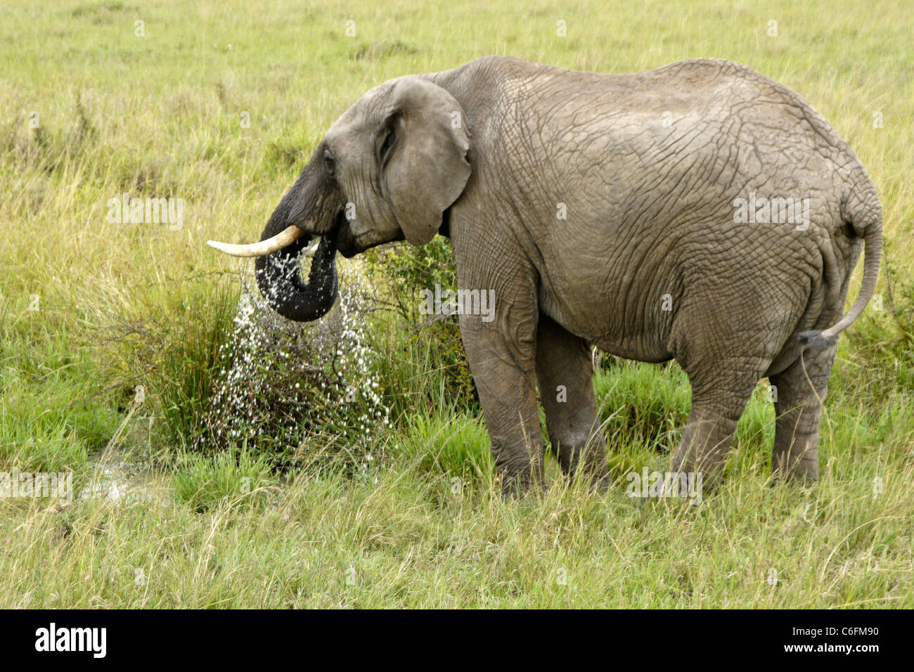 Elephant drinking from small waterhole, Masai Mara, Kenya Stock Photo