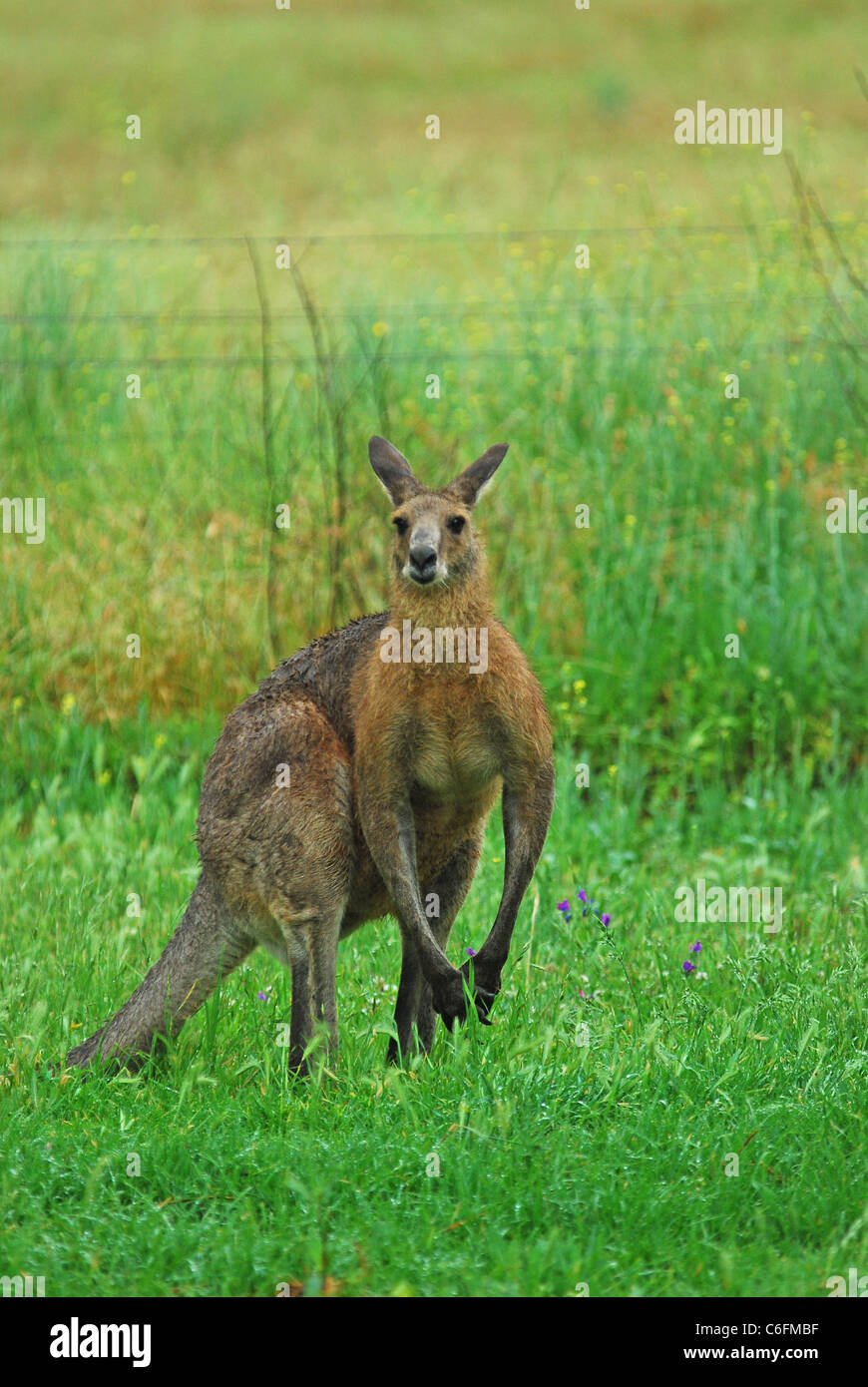Wet Eastern Grey Kangaroo, Macropus gigantus Stock Photo