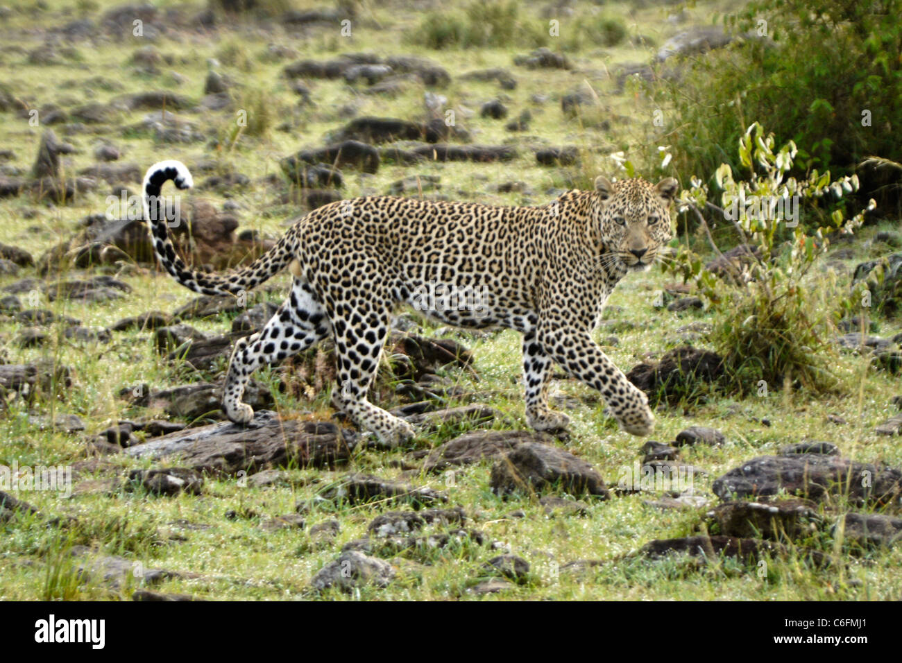 Male leopard walking across rocky terrain, Masai Mara, Kenya Stock Photo