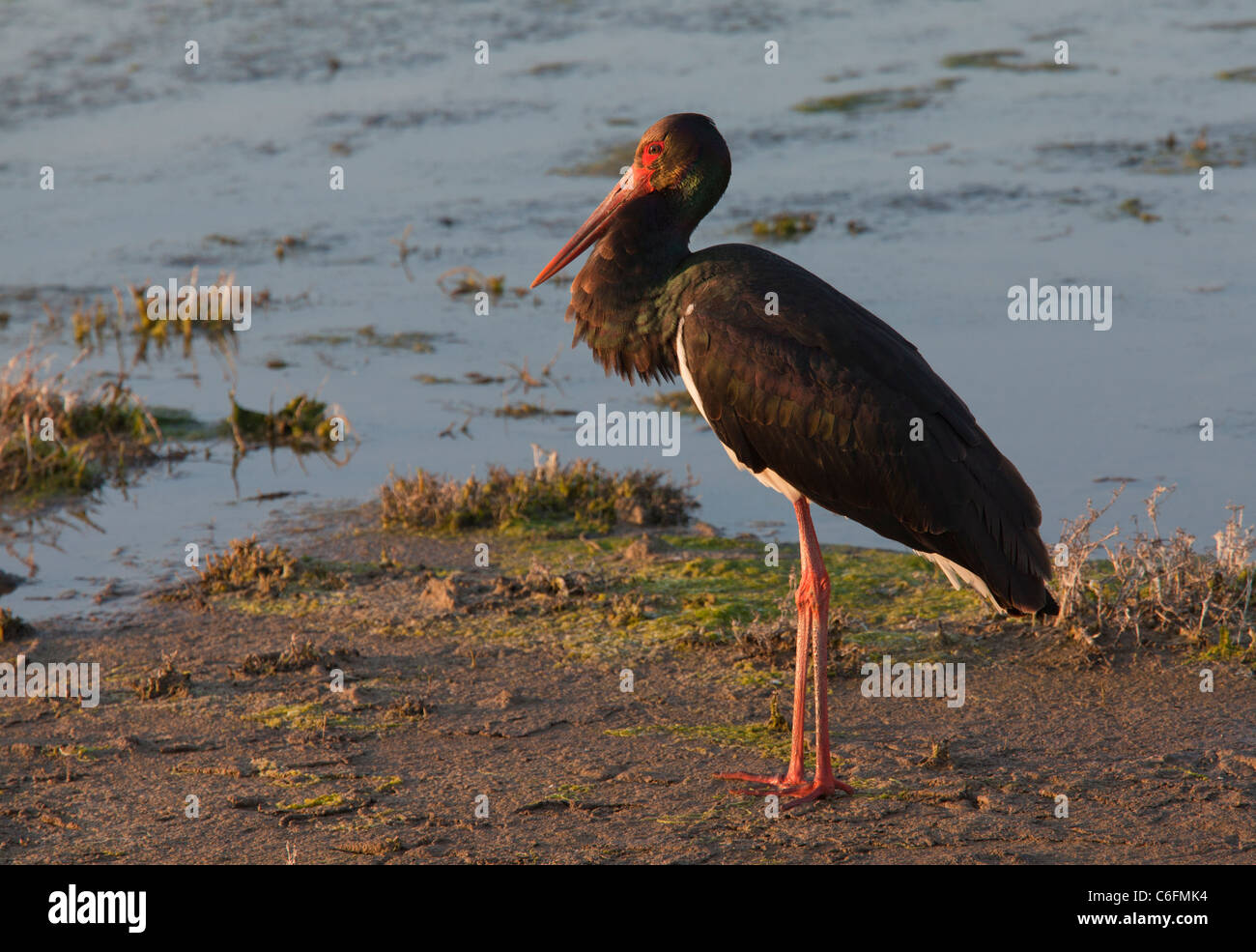 Black Stork Ciconia nigra, by shallow lagoon, on spring migration. Lesvos, Greece Stock Photo