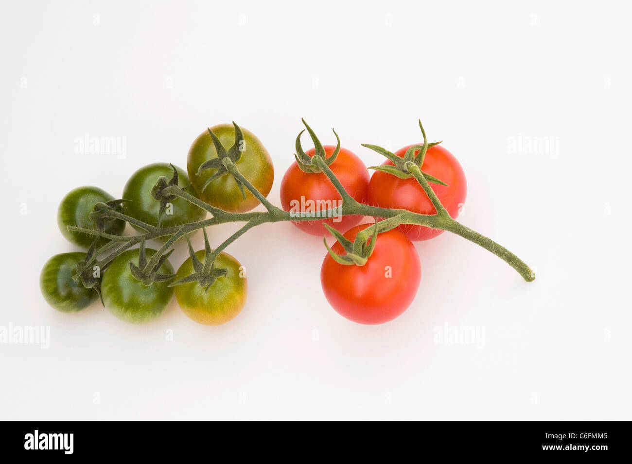 Lycopersicon esculentum. Tomatoes on a vine on a white background. Stock Photo