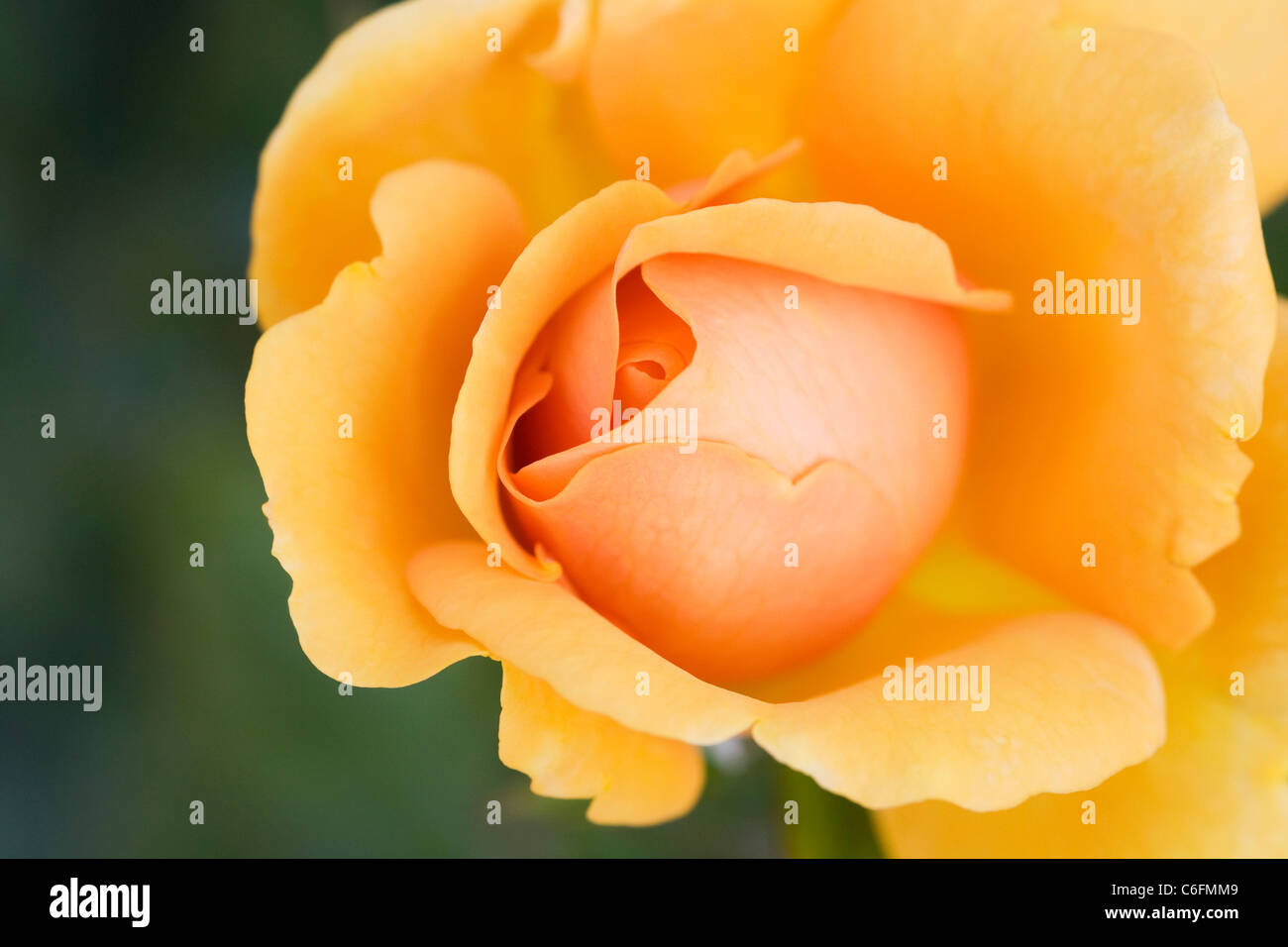 Rosa Golden Beauty 'Korberbeni'. Deep yellow rose Stock Photo