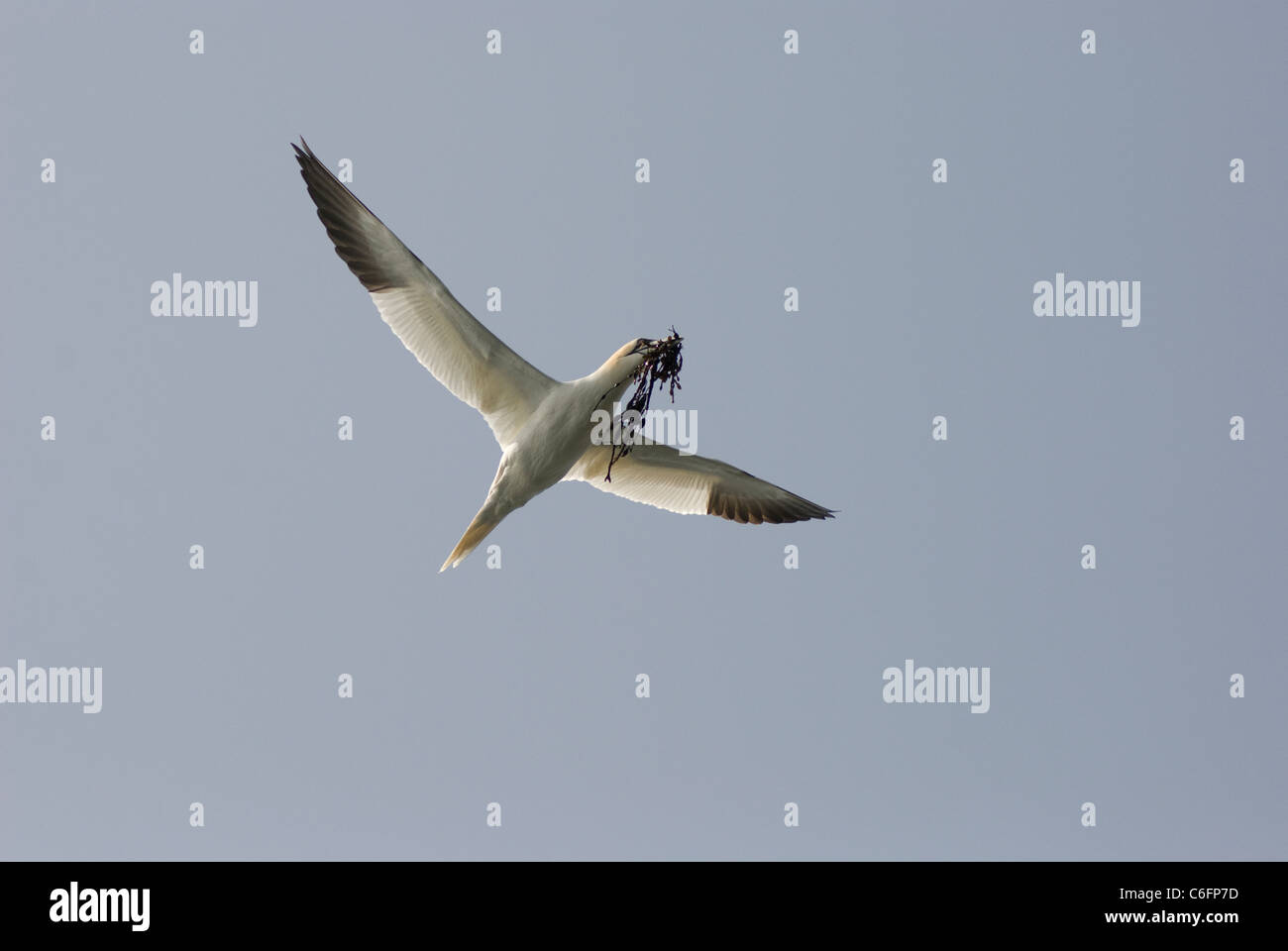 Nesting Gannet, Bass Rock, Firth of Forth, Scotland UK Stock Photo