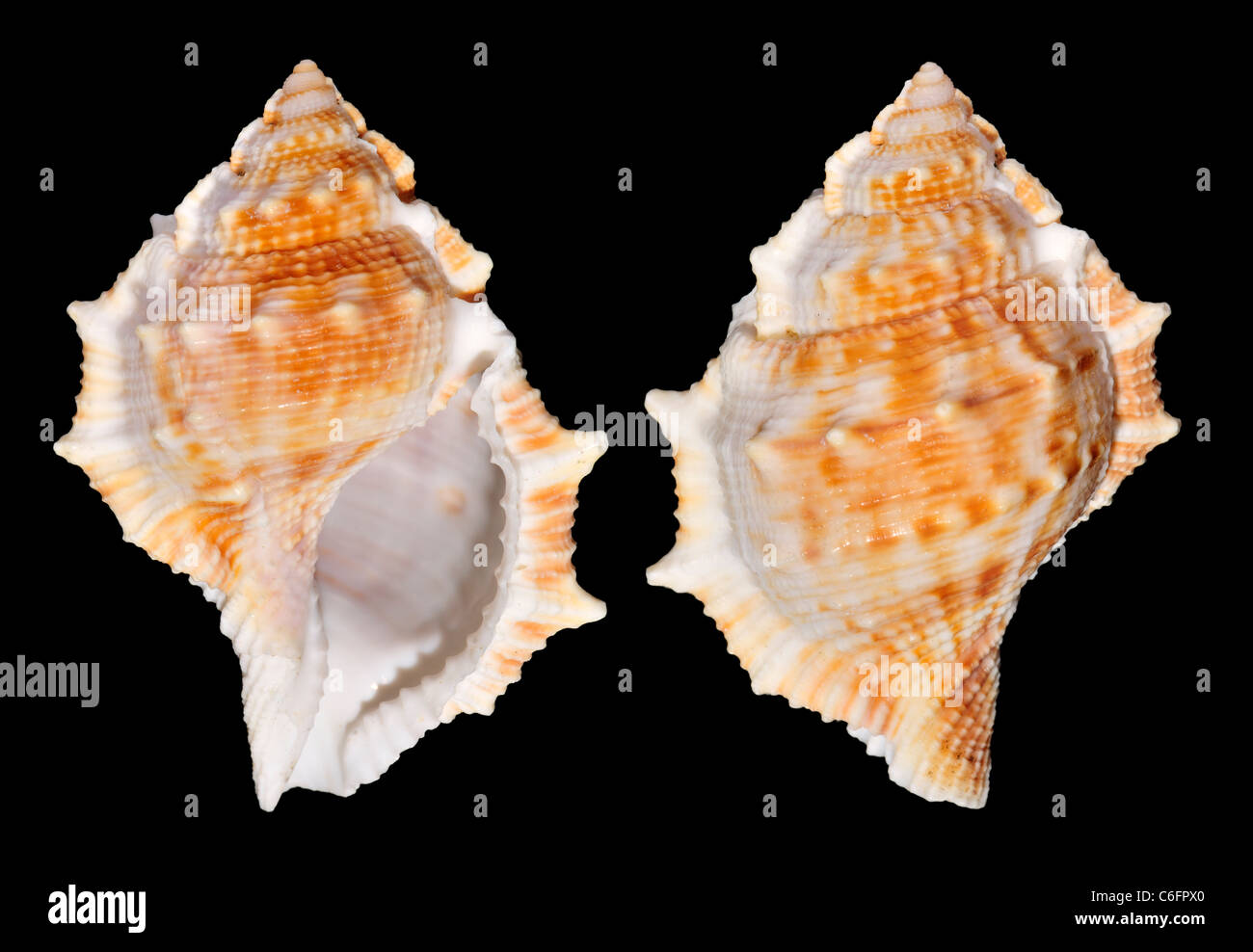 Common frog shell hires stock photography and images Alamy