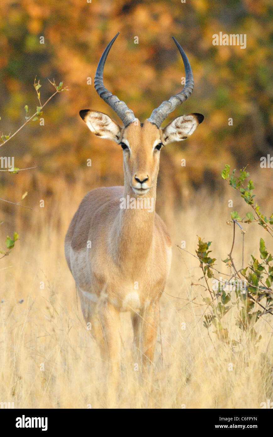 Male Impala in Kruger National Park, South Africa Stock Photo