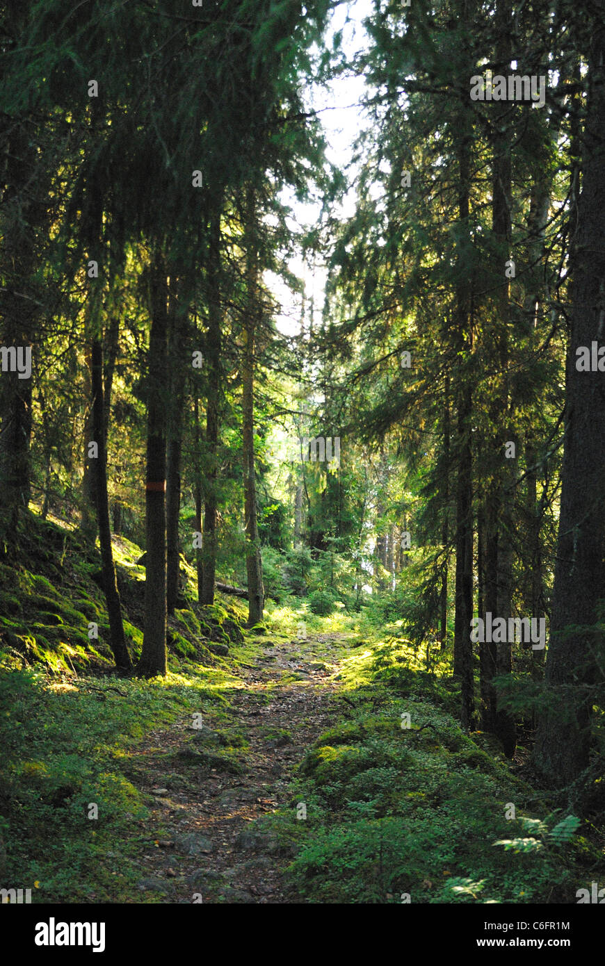 A forest glade in the wilderness of Malingsbo-Kloten Nature Reserve, Sweden Stock Photo