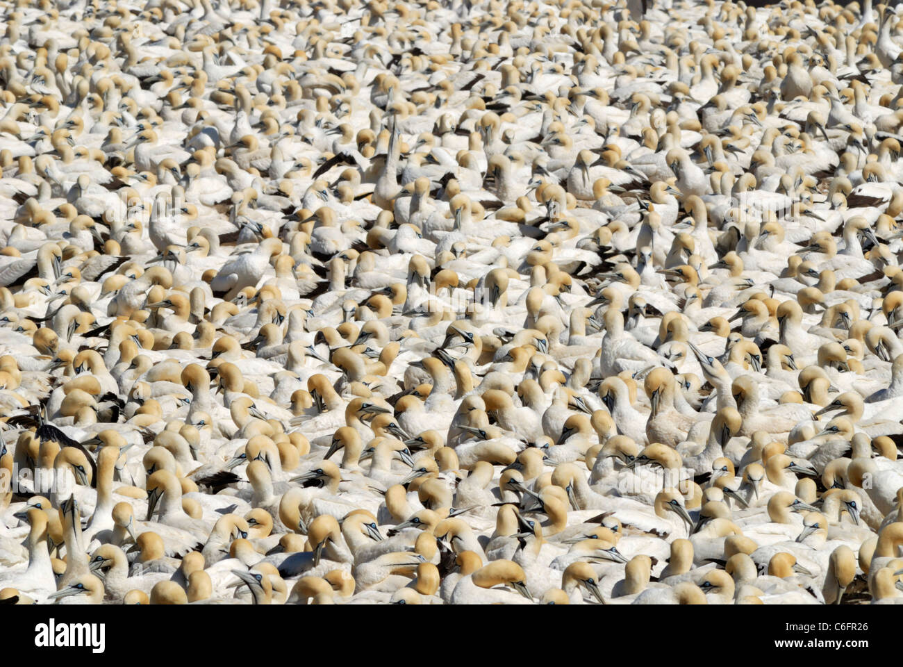 Cape gannet (Morus capensis) colony, Lambert's Bay, South Africa Stock Photo