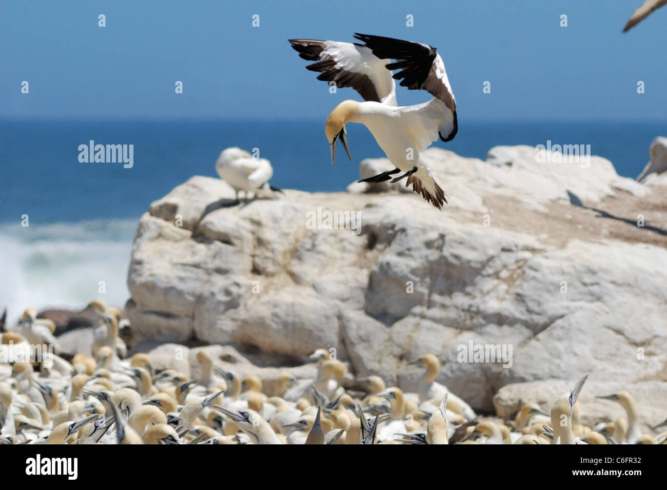 Cape gannet (Morus capensis), Lambert's Bay, South Africa Stock Photo
