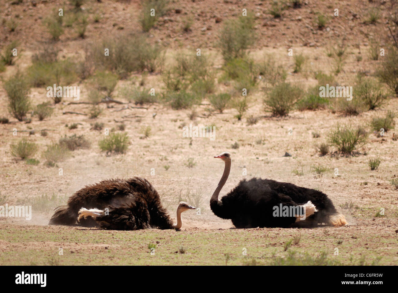Common ostrich (Struthio camelus) pair dust bathing, Kgalagadi Transfrontier Park, South Africa Stock Photo