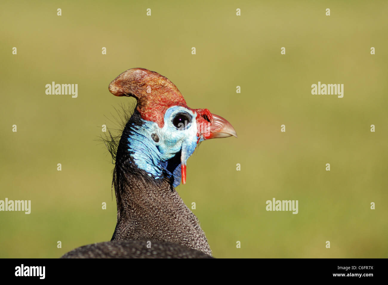 Helmeted guineafowl (Numida meleagris), Wilderness National Park, South Africa Stock Photo