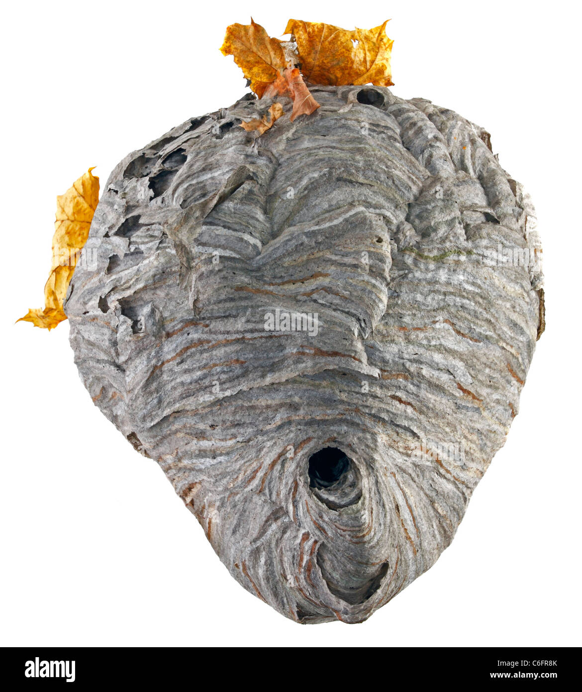 A real hornet nest with yellow leaves isolated on white background. Stock Photo