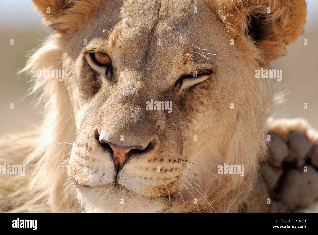 Lion (Panthera leo) winking, Kgalagadi Transfrontier Park, South Africa Stock Photo
