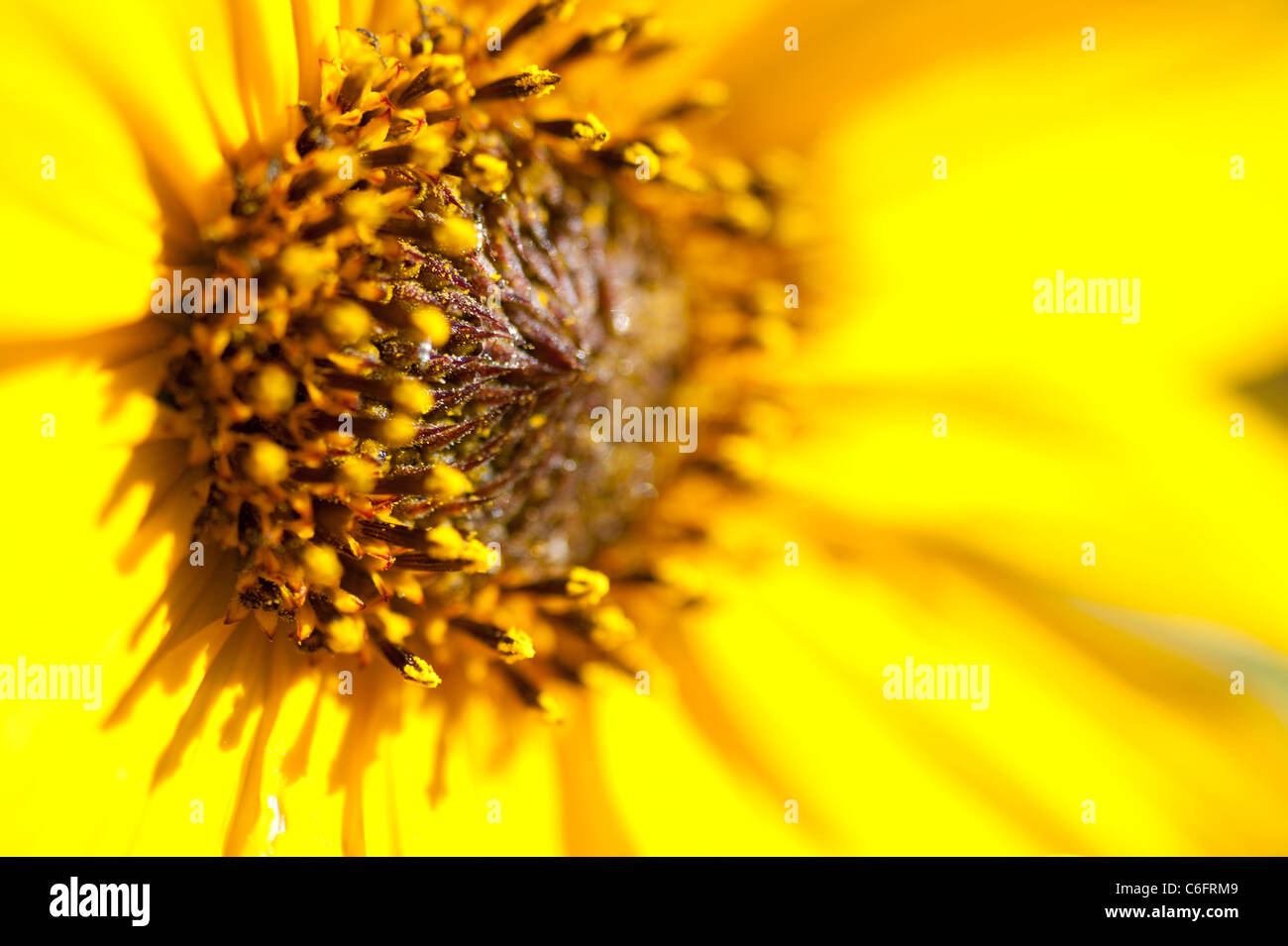 Common sunflower is a widely branching, stout annual, 1 1/2-8 ft. tall, with coarsely hairy leaves and stems. Stock Photo