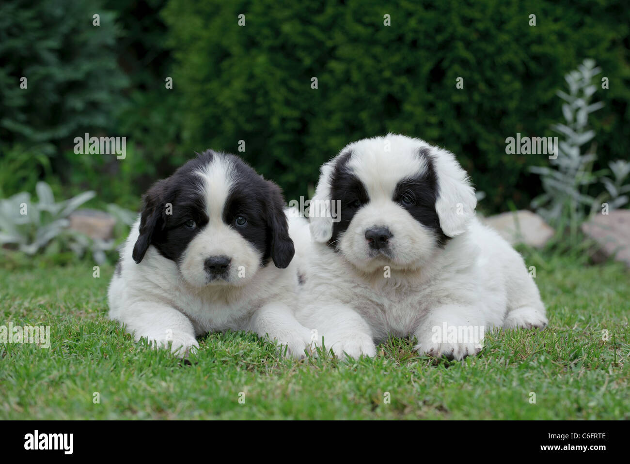 Two little Landseer(newfoundland type) puppy portrait in garden Stock Photo
