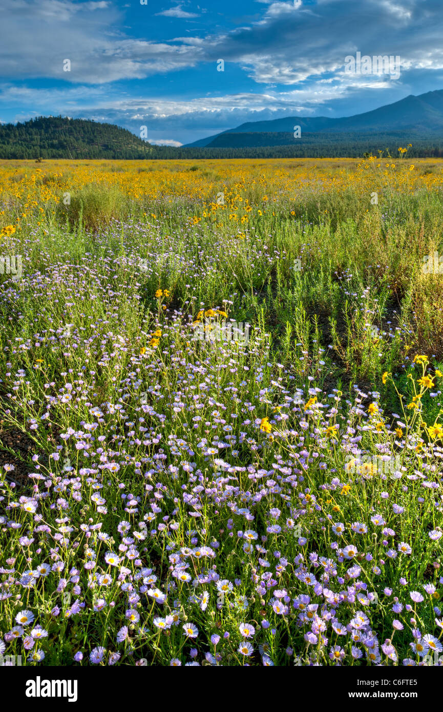 Aspen Fleabane and Rabbitbrush blanket Bonito Meadow north of Flagstaff, AZ. Stock Photo