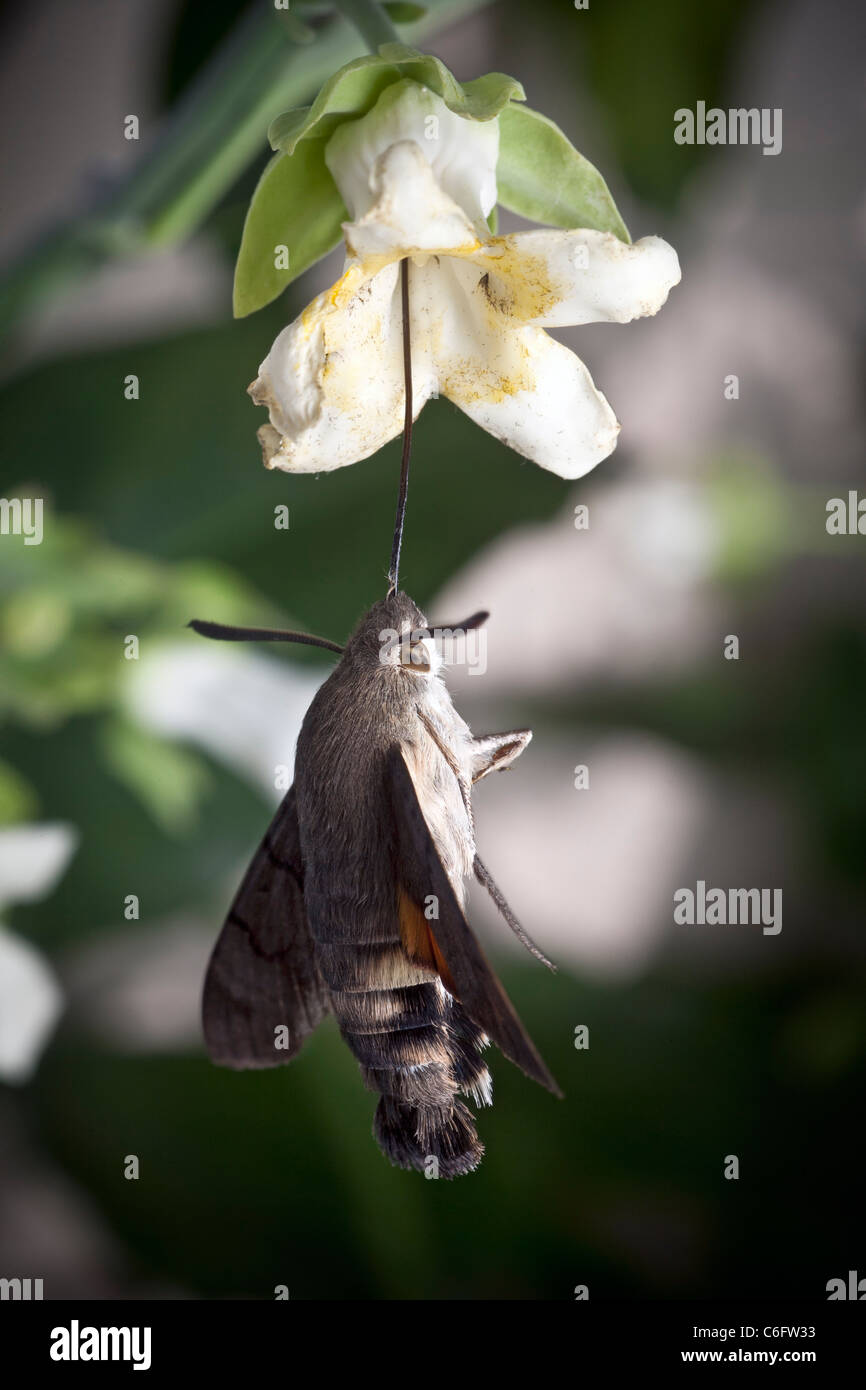 A Hummingbird Hawk moth (Macroglossum stellatarum) trapped by a Cruel Vine flower (Araujia sericifera). Stock Photo