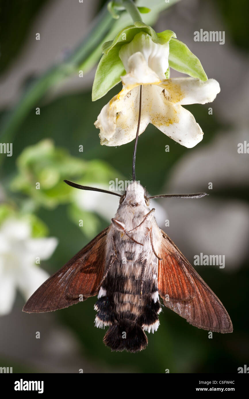 A Hummingbird Hawk moth (Macroglossum stellatarum) trapped by a Cruel Vine flower (Araujia sericifera). Stock Photo