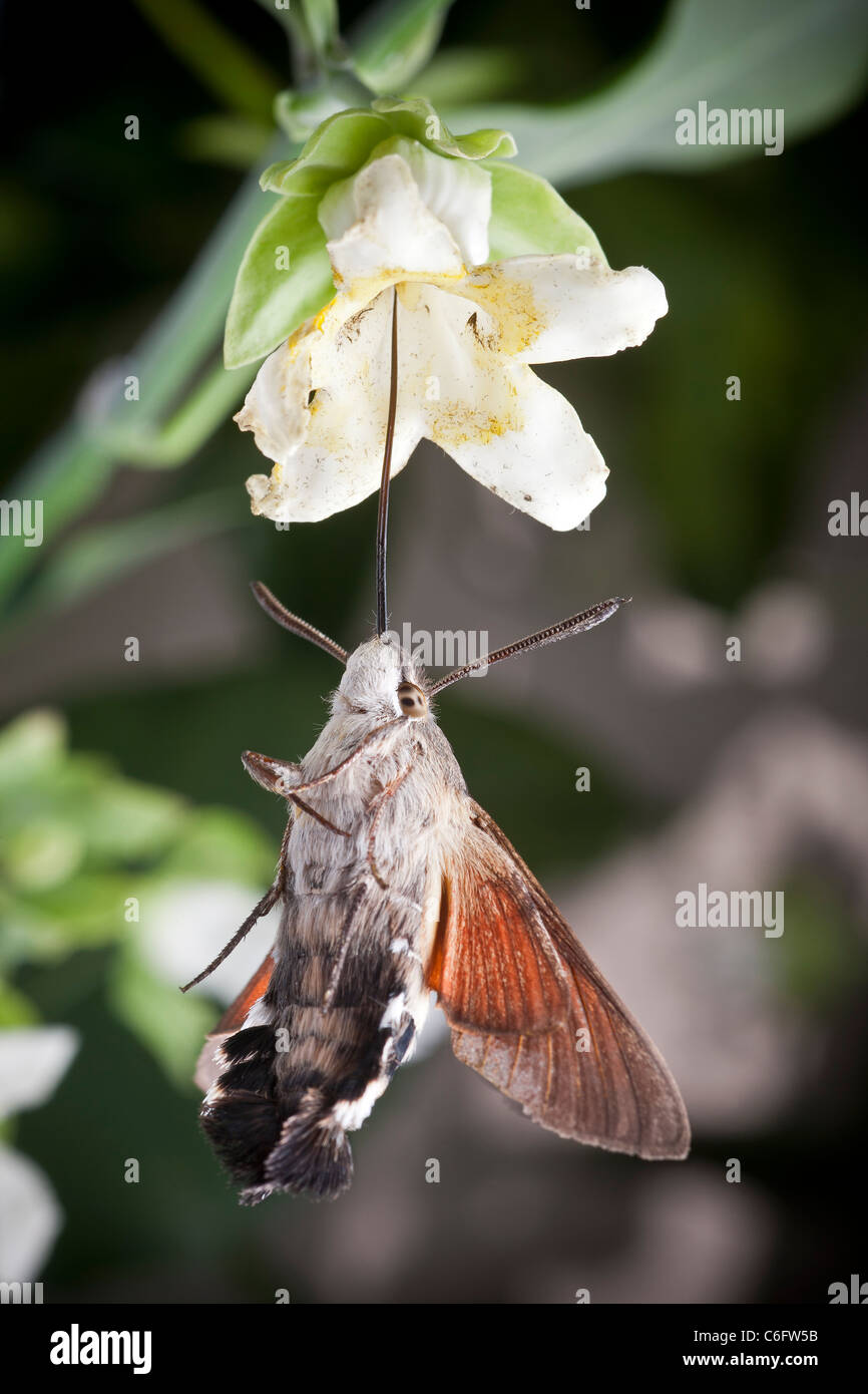 A Hummingbird Hawk moth (Macroglossum stellatarum) trapped by a Cruel Vine flower (Araujia sericifera). Stock Photo