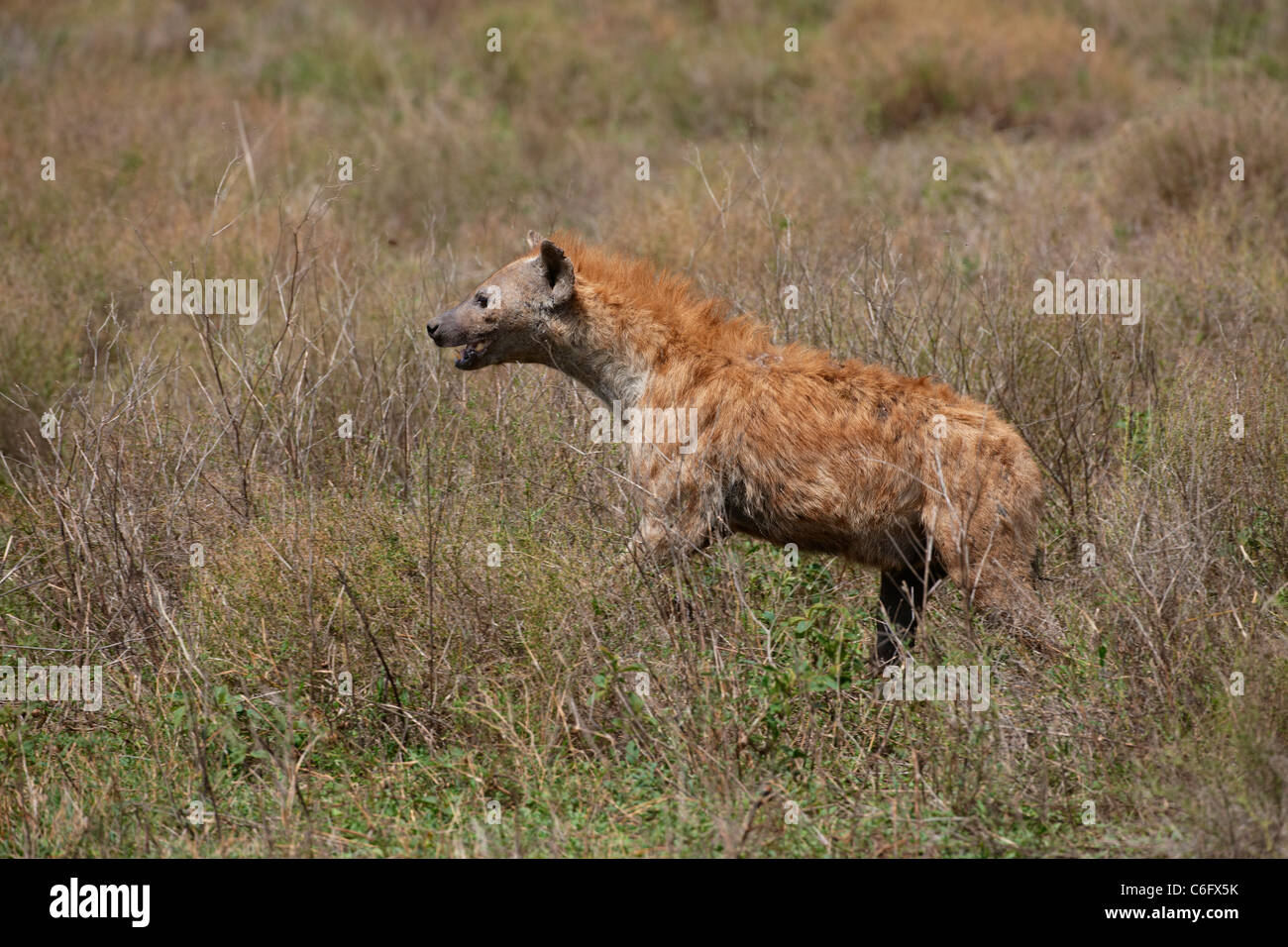 running Spotted Hyena, Crocuta crocuta, Serengeti, Tanzania, Africa Stock Photo
