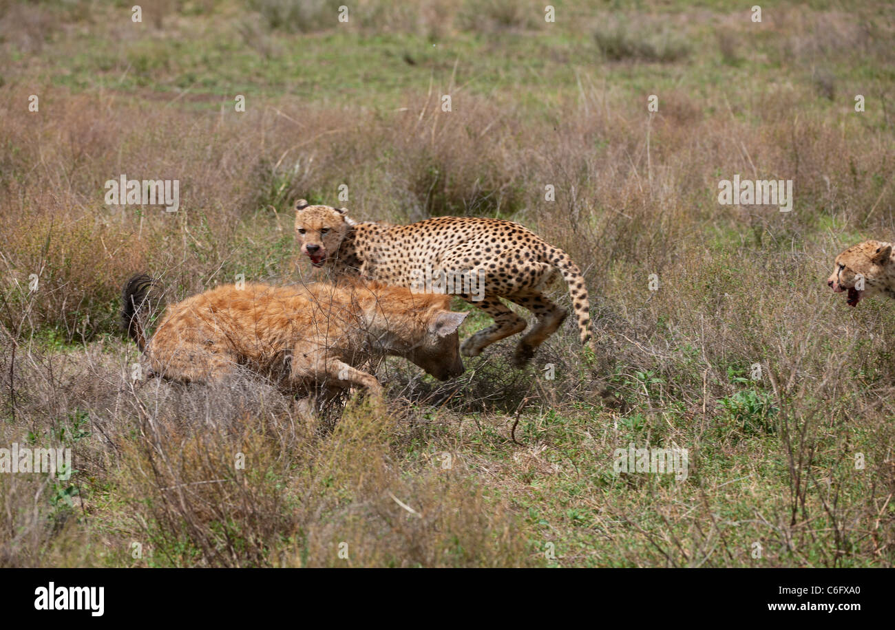 Spotted Hyena, Crocuta crocuta, fighting with cheetah, Serengeti, Tanzania, Africa Stock Photo