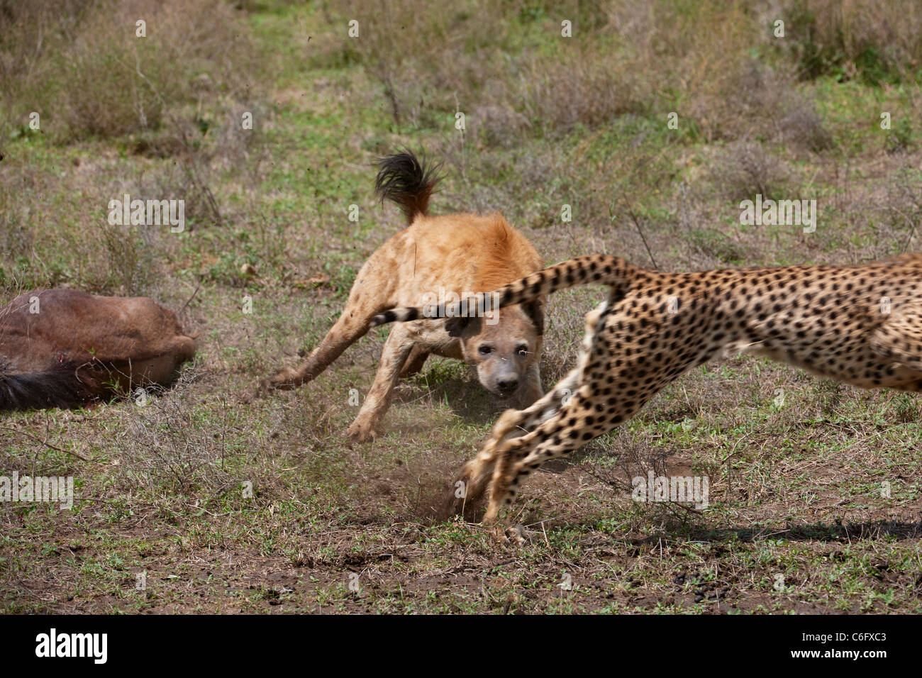 Spotted Hyena, Crocuta crocuta, fighting with cheetah, Serengeti, Tanzania, Africa Stock Photo