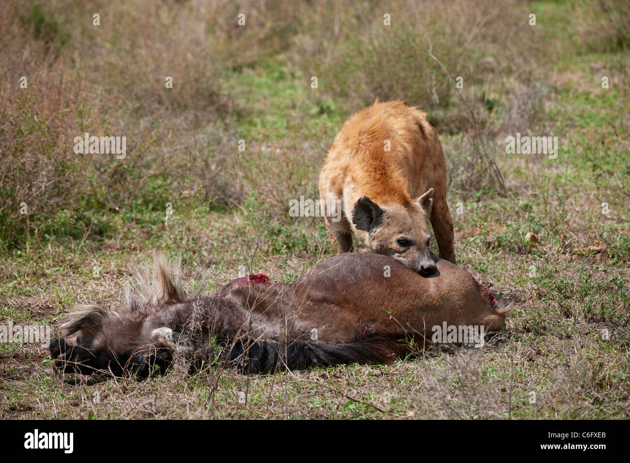 Spotted Hyena on carcass, Crocuta crocuta, Serengeti, Tanzania, Africa Stock Photo