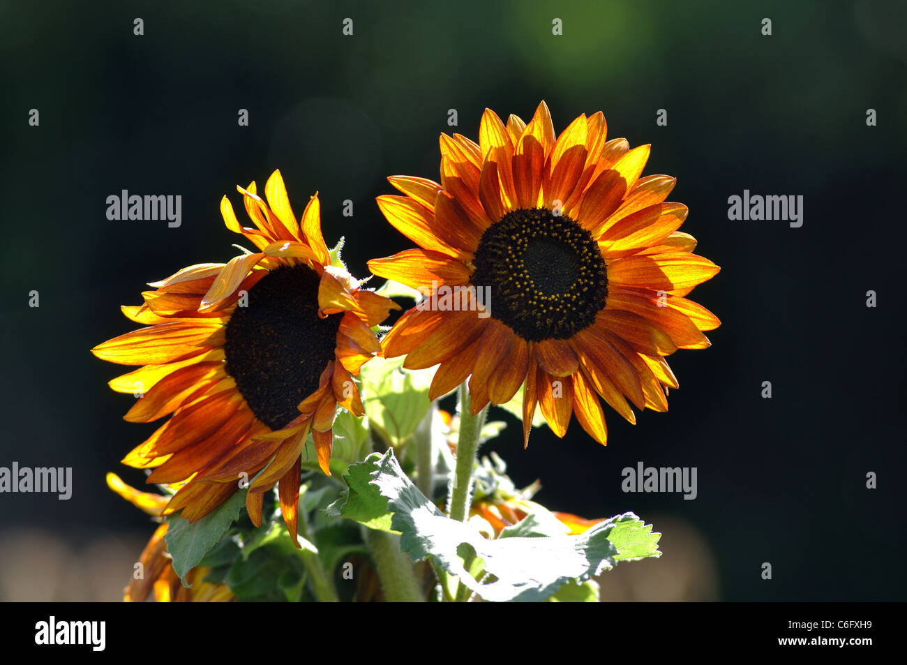 Light colored flowers hi-res stock photography and images - Alamy