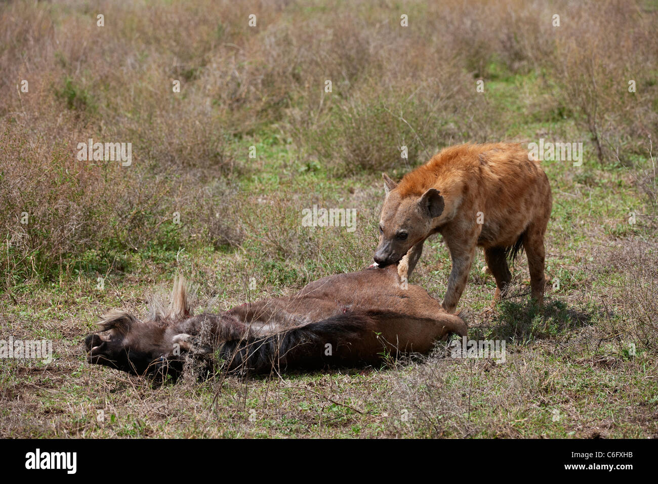 Spotted Hyena on carcass, Crocuta crocuta, Serengeti, Tanzania, Africa Stock Photo