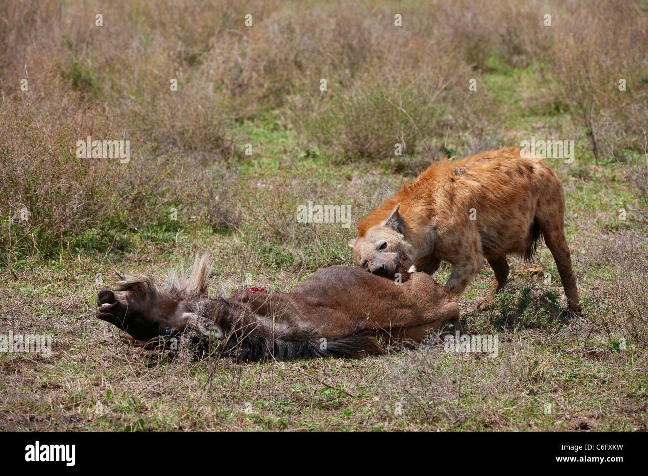 Spotted Hyena on carcass, Crocuta crocuta, Serengeti, Tanzania, Africa Stock Photo