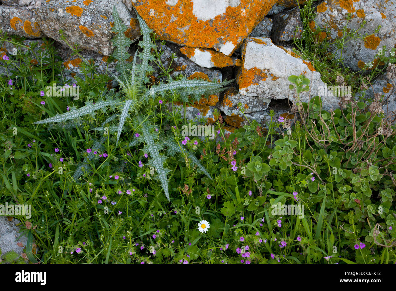 Rosette of a thistle, Picnomon acarna, by lichen-covered wall, with soft cranesbill. Lesvos (Lesbos), Greece. Stock Photo