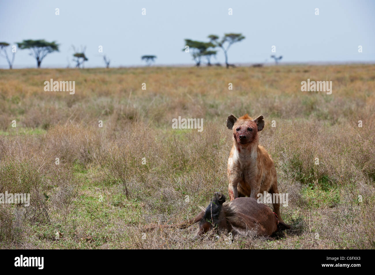 Spotted Hyena on carcass, Crocuta crocuta, Serengeti, Tanzania, Africa Stock Photo