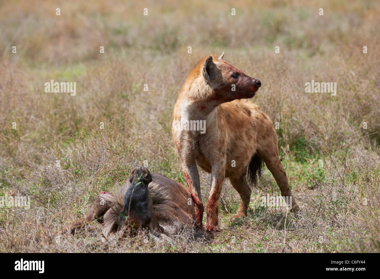 Spotted Hyena on carcass, Crocuta crocuta, Serengeti, Tanzania, Africa Stock Photo