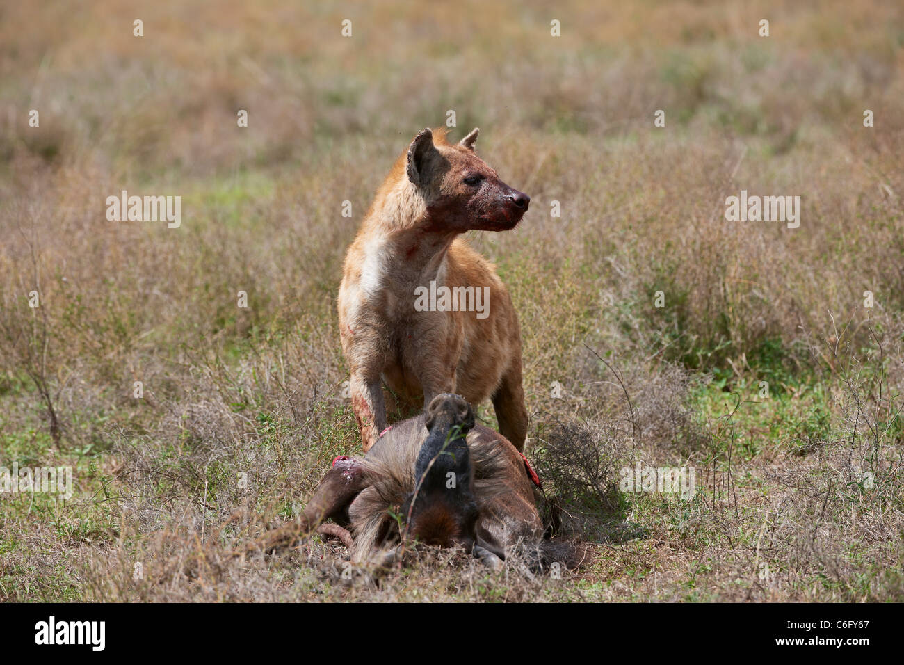 Spotted Hyena on carcass, Crocuta crocuta, Serengeti, Tanzania, Africa Stock Photo