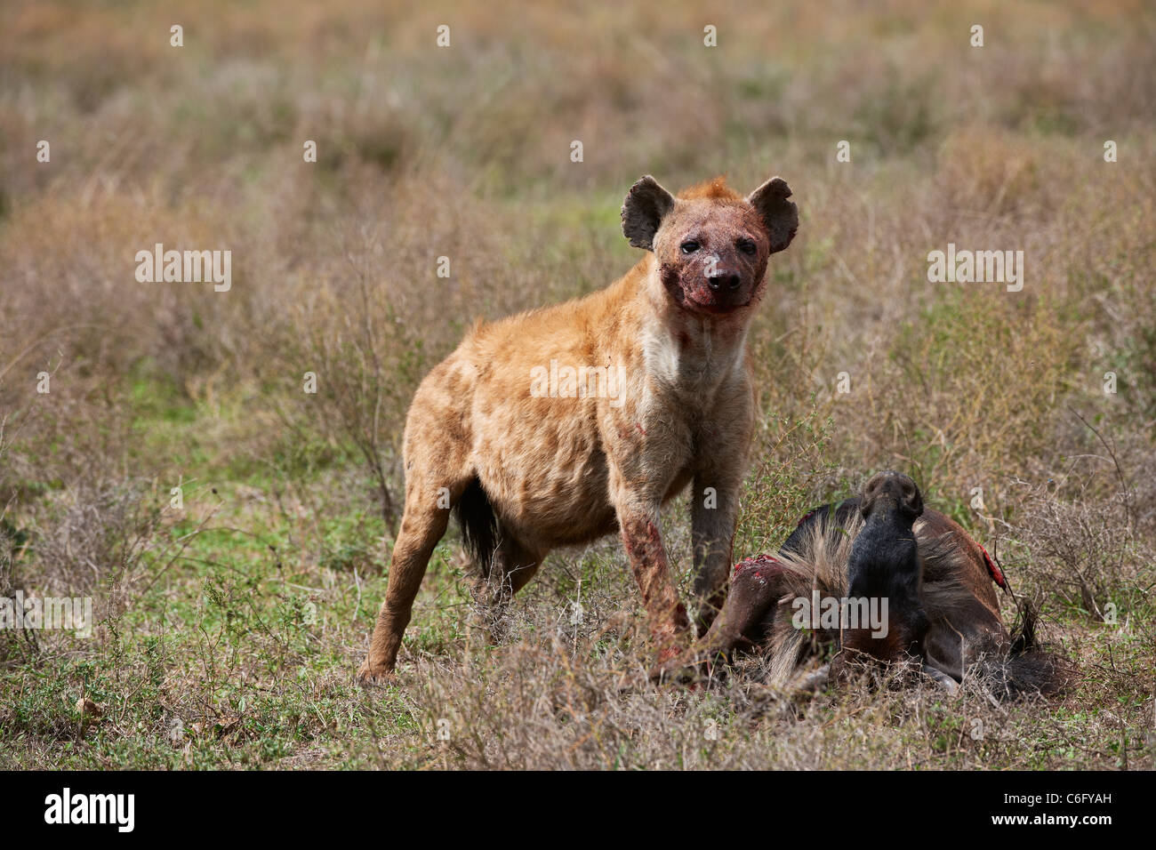 Spotted Hyena on carcass, Crocuta crocuta, Serengeti, Tanzania, Africa Stock Photo