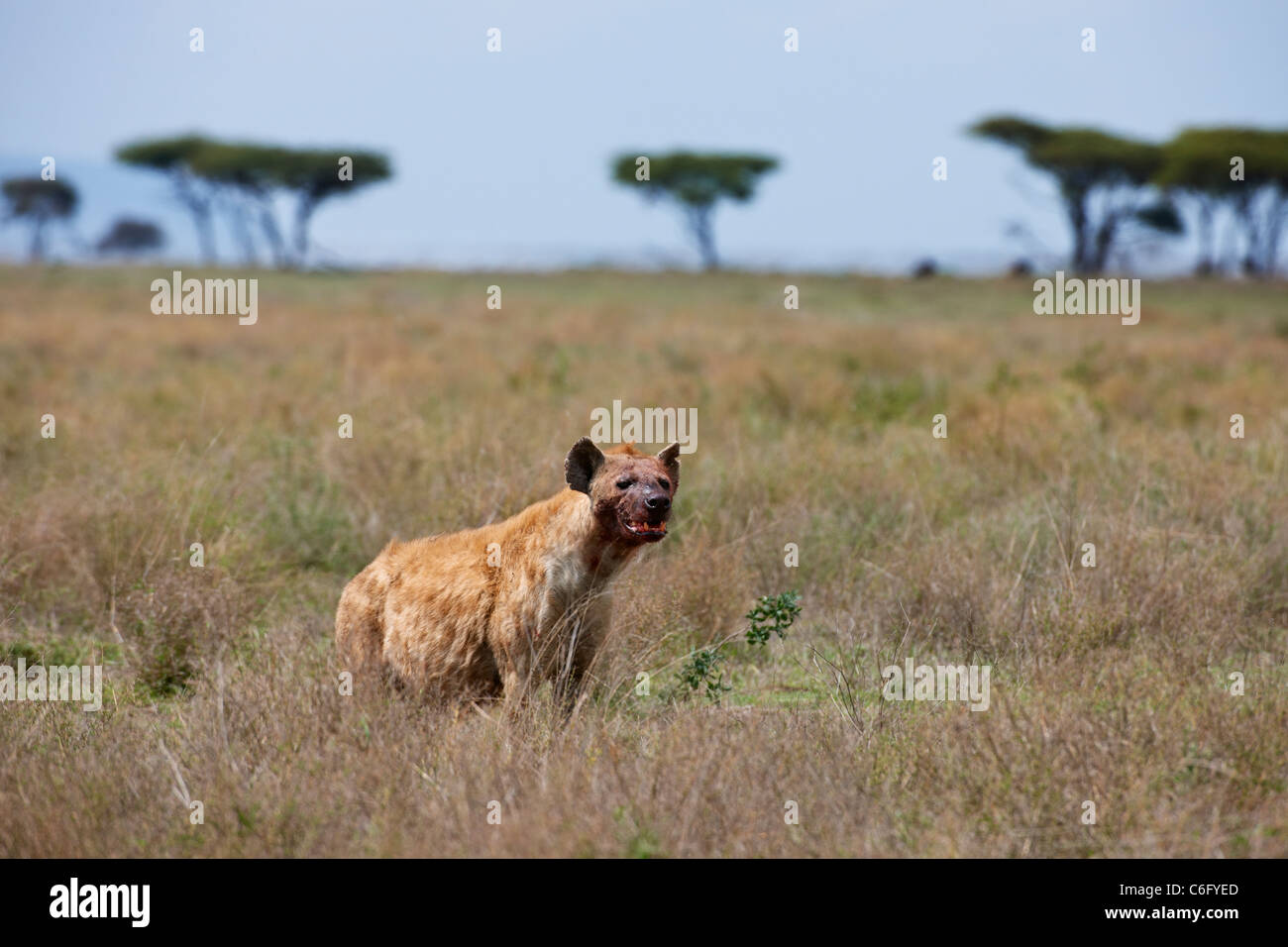 Spotted Hyena, Crocuta crocuta, Serengeti, Tanzania, Africa Stock Photo