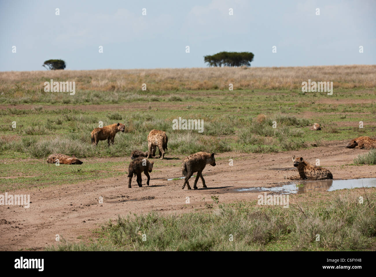 group of Spotted Hyena, Crocuta crocuta, Serengeti, Tanzania, Africa Stock Photo