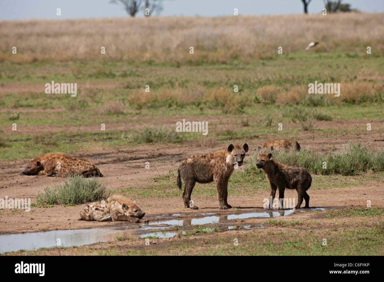 group of Spotted Hyena, Crocuta crocuta, Serengeti, Tanzania, Africa Stock Photo