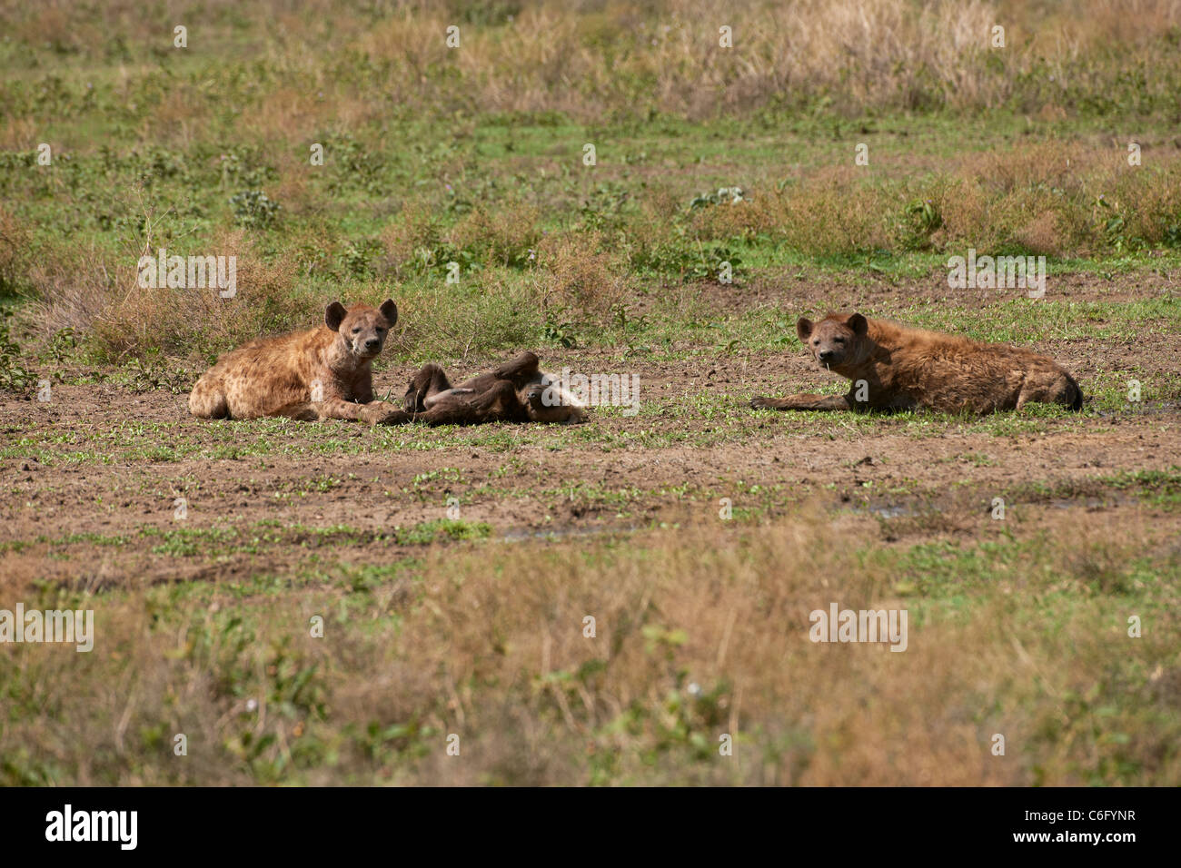 group of Spotted Hyena, Crocuta crocuta, Serengeti, Tanzania, Africa Stock Photo
