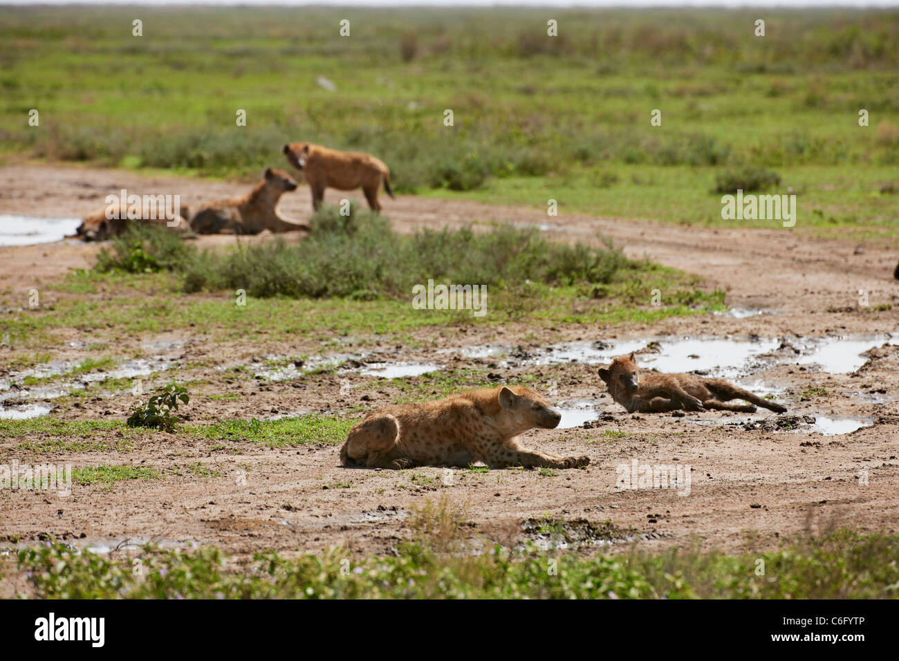 group of Spotted Hyena, Crocuta crocuta, Serengeti, Tanzania, Africa Stock Photo